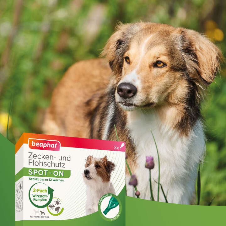 beaphar Zecken- und Flohschutz SPOT-ON 3 x 1 ml